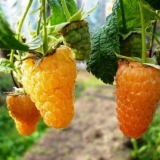 Popravka malina zlatna jesen